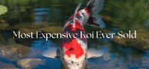most costly koi sale