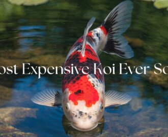 most costly koi sale