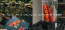 online vs local koi purchasing