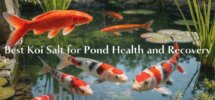 optimal koi pond salt