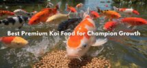 premium koi growth food
