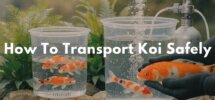 proper koi transport methods