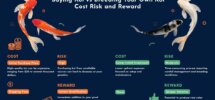purchasing vs breeding koi