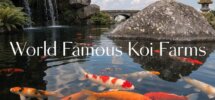 renowned koi fish farms
