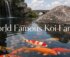 renowned koi fish farms