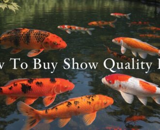 selecting top quality koi